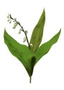 3D Rendering Lily of the Valley Flowers on White