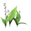 3D Rendering Lily of the Valley Flowers on White