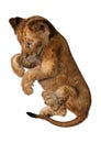 3D Rendering Lion Cub on White