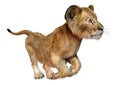 3D Rendering Lion Cub on White