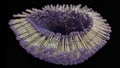 3D rendering lipid bi-layer cell anatomy - 3D Rendering