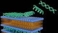 3D rendering of lipid-nucleic acid complexes