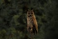 3d rendering of a long eared owl sitting in the branches of a conifer forest in the evening light Royalty Free Stock Photo
