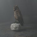 long eared owl sitting on stone