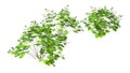 3D Rendering Maidenhair Plants on White