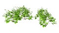 3D Rendering Maidenhair Plants on White