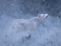 3D rendering of a majestic white wolf in snow