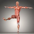 3d rendering of a male anatomy figure in exercise pose