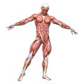 3D Rendering Male Anatomy Figure on White