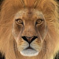 3D Rendering Male Lion Royalty Free Stock Photo