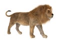 3D Rendering Male Lion on White Royalty Free Stock Photo