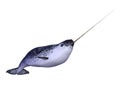 3D Rendering Male Narwhal on White