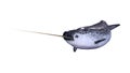 3D Rendering Male Narwhal on White