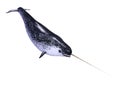 3D Rendering Male Narwhal on White