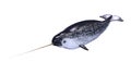 3D Rendering Male Narwhal on White