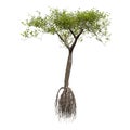 3D Rendering Mangrove Tree on White