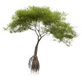 3D Rendering Mangrove Tree on White