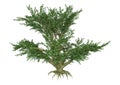 3D Rendering Maple Tree on White
