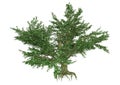 3D Rendering Maple Tree on White