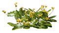 3D Rendering Marsh Marigold Flowers on White