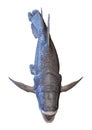 3D Rendering Mawsonia Fish on White