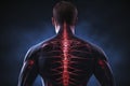 3D rendering medical illustration of male anatomy - spine, structure of back muscles and tendons. simple blue background