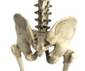 3D rendering medical illustration of the pelvis bone Royalty Free Stock Photo