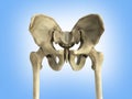 3D rendering medical illustration of the pelvis bone on blue