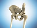 3D rendering medical illustration of the pelvis bone on blue Royalty Free Stock Photo
