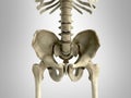 3D rendering medical illustration of the pelvis bone on grey Royalty Free Stock Photo
