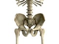 3D rendering medical illustration of the pelvis bone on white Royalty Free Stock Photo