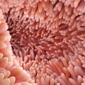 3D Rendering medically accurate illustration of intestinal villi. Red microvilli in a intestinal tract organ of the