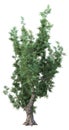 3D Rendering Mediterranean Juniper on White