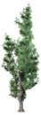 3D Rendering Mediterranean Juniper on White