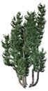 3D Rendering Mediterranean Juniper on White