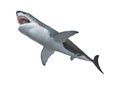 3D Rendering Megalodon Shark on White