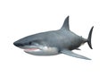 3D Rendering Megalodon Shark on White