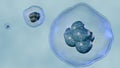 3d rendering of a microscopic view of multiple cells