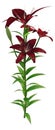 3D Rendering Midnight Mystery Asiatic Lily on White