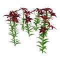 3D Rendering Midnight Mystery Asiatic Lily on White
