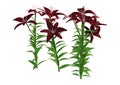 3D Rendering Midnight Mystery Asiatic Lily on White