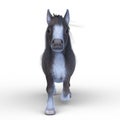 3D rendering of a miniature horse