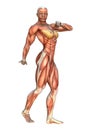 3D Rendering Muscle Maps Royalty Free Stock Photo