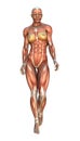 3D Rendering Muscle Maps Royalty Free Stock Photo