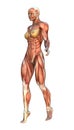 3D Rendering Muscle Maps Royalty Free Stock Photo