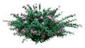 3D Rendering Nerium Oleander Bush on White