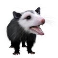 3D Rendering Opossum Animal on White