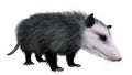 3D Rendering Opossum Animal on White