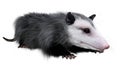 3D Rendering Opossum Animal on White