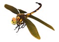 3D Rendering Orange Glider Dragonfly on White Royalty Free Stock Photo